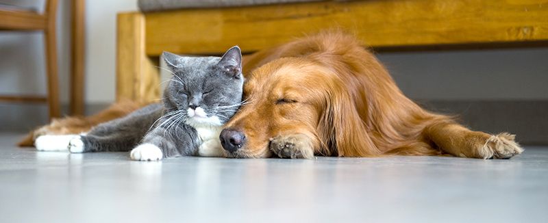 Dog and cat inside the home laying on the floor sleeping.