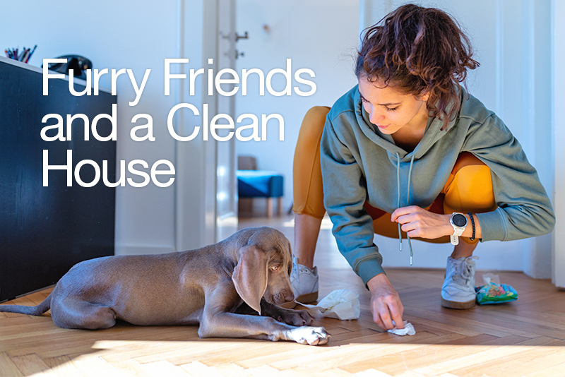 Cleaning floor with pet safe cleaner.